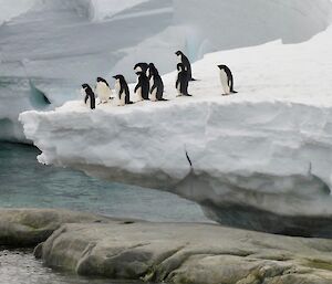 8 penguins on an ice ledge, with water below.
