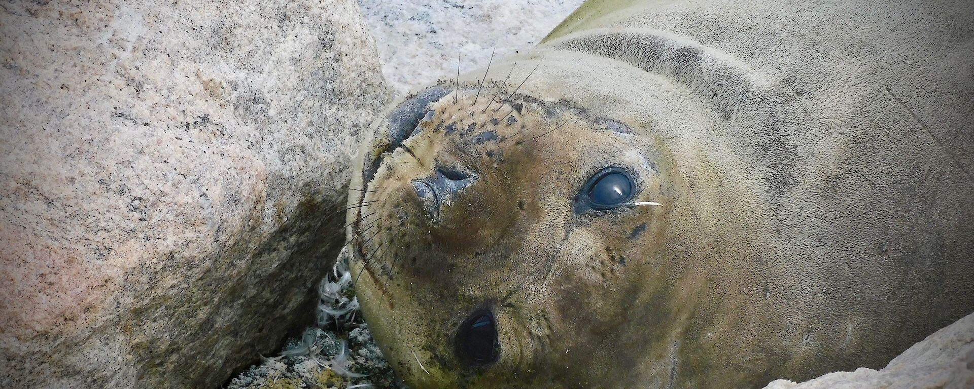 Elephant seal pup laying upside-down between rocks, looking at camera.