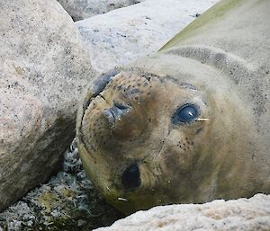Elephant seal pup laying upside-down between rocks, looking at camera.