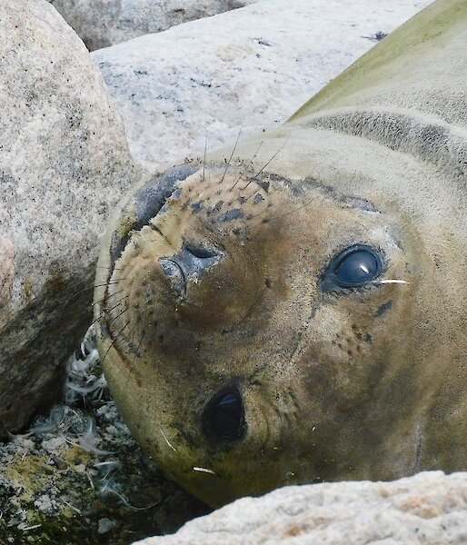 Elephant seal pup laying upside-down between rocks, looking at camera.