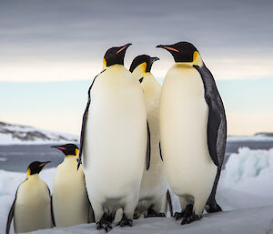 Emperor penguins