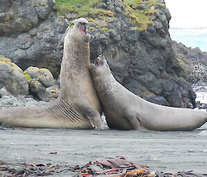 2 male elephant seals on the beach fighting