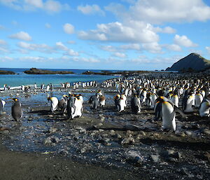 1000s of king penguins on the beach at Sandy Bay