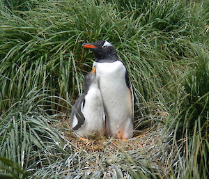 A gentoo chick in its nest looks up at it parent