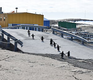 A line of Adelie penguins walking single file up a ramp towards station