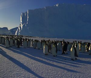 A large group of penguins in front of a large tabular iceberg