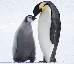 An adult emperor penguin feeding its fluffy chick