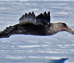 A close up image of a giant petrel in flight across the ice