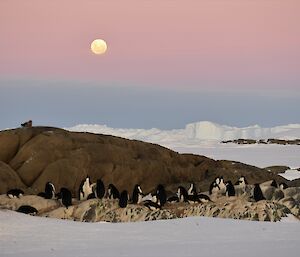 A rock with penguins at the base, surrounded by ice and a sunset in the background
