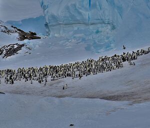 A penguin rookery with lots of penguins