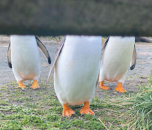 Three gentoo penguin torsos with bright orange feet hiding behind a fence with their heads hidden
