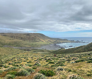 View looking down into Bauer Bay from a tussocky hill