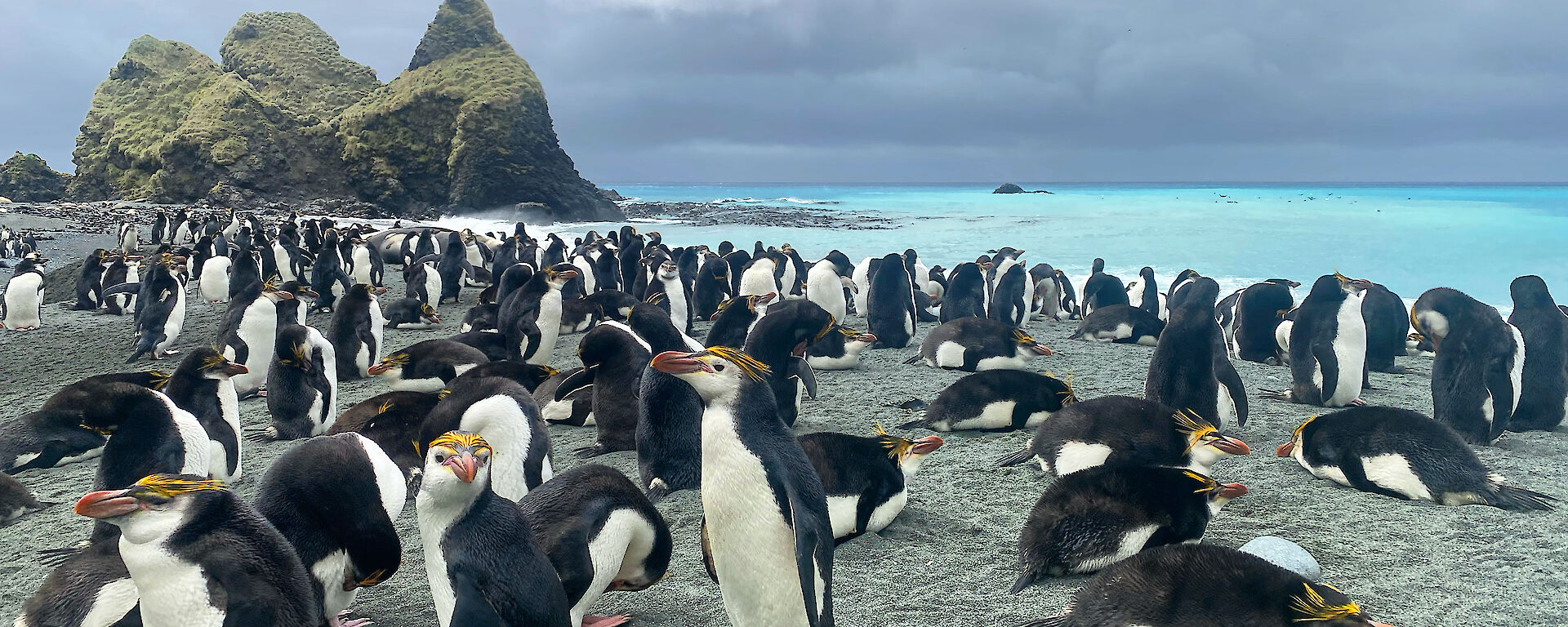 Royal penguins on the beach with turquoise water behind and the Nuggets rocks