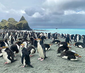 Royal penguins on the beach with turquoise water behind and the Nuggets rocks