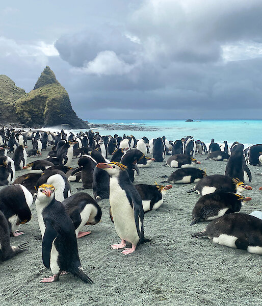 Royal penguins on the beach with turquoise water behind and the Nuggets rocks