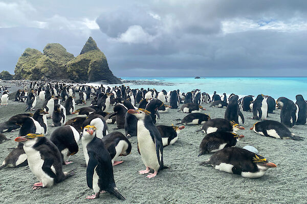 Royal penguins on the beach with turquoise water behind and the Nuggets rocks