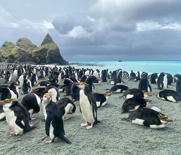 Royal penguins on the beach with turquoise water behind and the Nuggets rocks