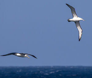 2 shy albatrosses soar over the ocean