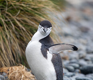 A chinstrap looks directly at the camera