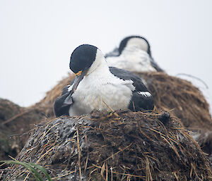 A cormorant feeds its young chick