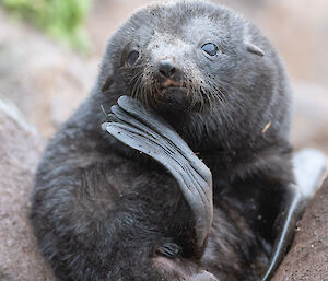A few days old fur seal pup looks directly at the camera