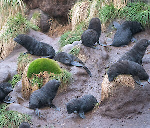 9 fur seal pups play in the mud