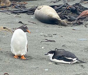 A gentoo chick points towards Antarctica whilst looking at the Chinstrap penguin
