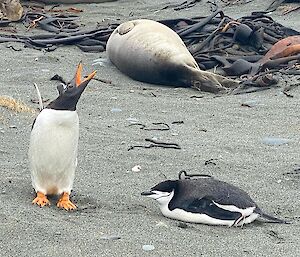 An irritated gentoo penguin voices his displeasure towards the chinstrap penguin