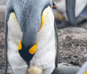A king penguin balances an egg on its feet
