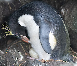 A rockhopper penguin looks down at its egg