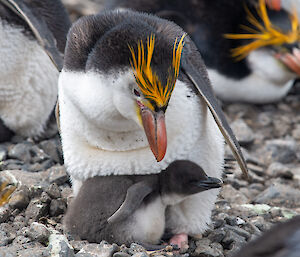A young Royal Penguin chick with its mother protectively sits over the top