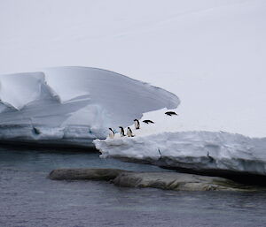 6 Adélie penguins stand near a small ice cliff over the water.