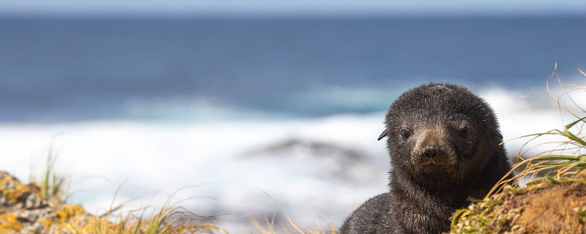 Cute fur seal pup in the grass looking at camera