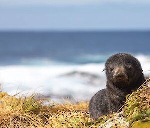 Cute fur seal pup in the grass looking at camera