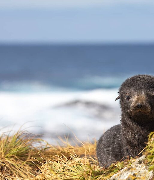 Cute fur seal pup in the grass looking at camera