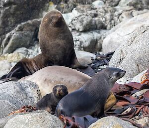 A family of fur seals sitting amongst the rocks and kelp