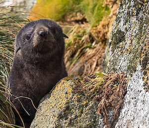 Cute fur seal pup looking towards camera from behind a rock