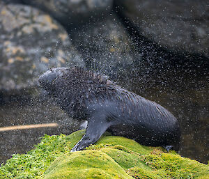 A fur seal on top of a grassy rock shaking off water.  Droplets are being dispersed in the air.
