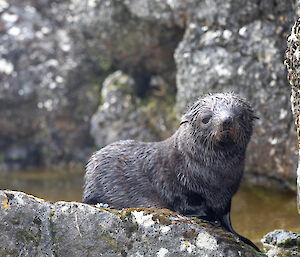 A wet seal pup sitting on a rock looking to camera