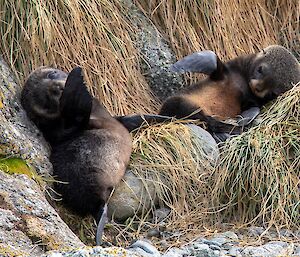 Two cute seal pups lying amongst the rocks, flippers raised.