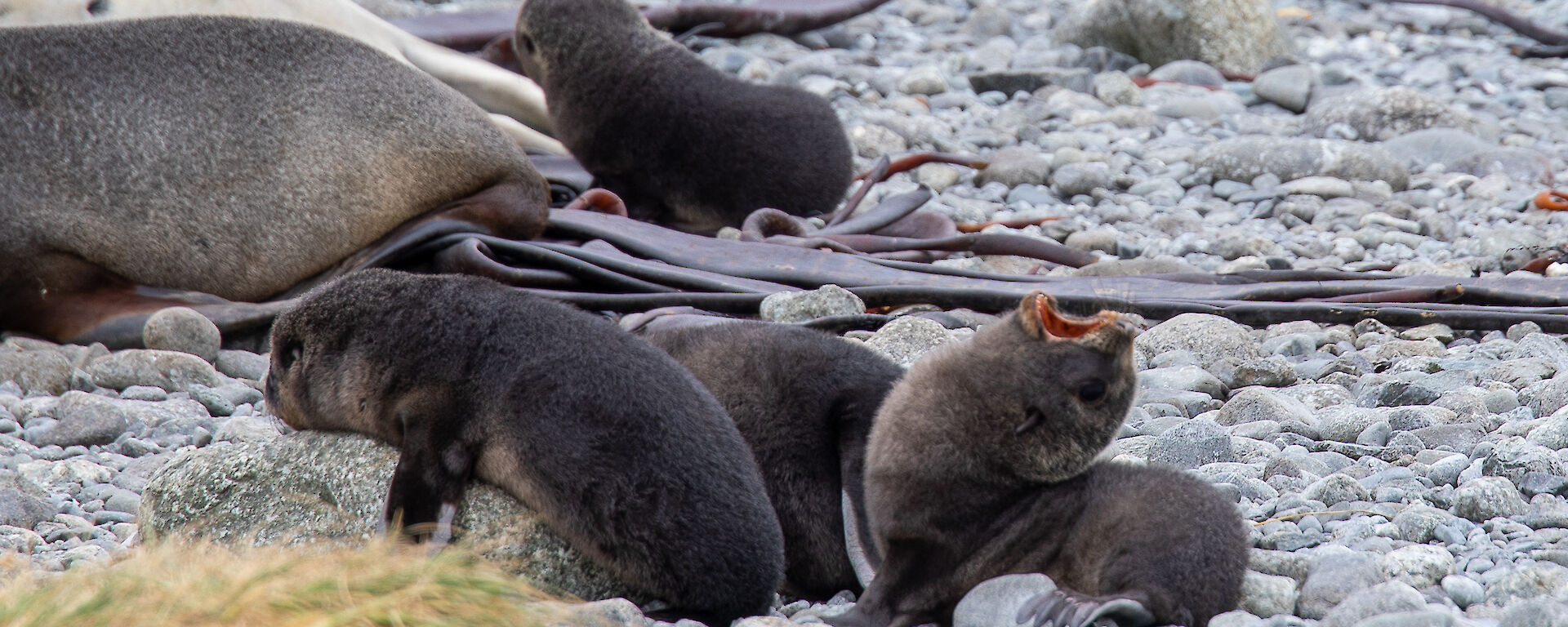 Four seal pups on the rocky beach.  One is stretching its head backwards with mouth open
