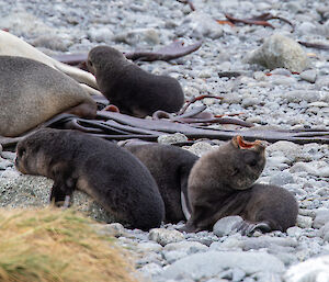 Four seal pups on the rocky beach.  One is stretching its head backwards with mouth open