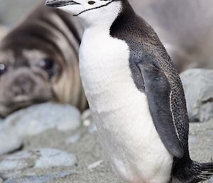 Close up of a chinstrap penguin on the beach