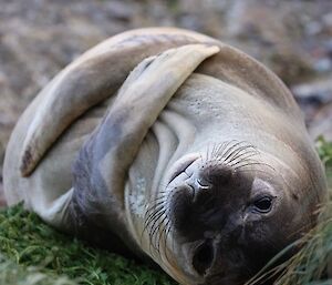 Small elephant seal lying on it's back in the tussocks having a scratch