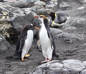 Three penguins, including a gentoo, a royal and a king all standing together on the beach