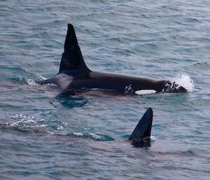 2 orcas swimming close to the surface with their fins out of the water