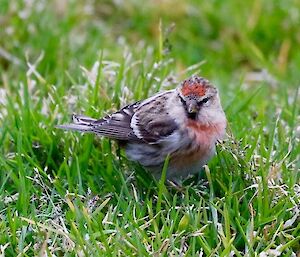 Tiny redpoll bird, with bright orange feathers on it's head and chest, sitting on the grass