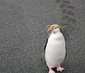 Royal penguin on the beach looking at the camera with footprints in the sand behind it