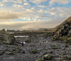 Aurora Point beach with a few penguins, rocks and greenery around, at sunset