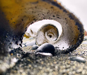 Looking through a spiral of kelp seaweed lying on the beach with pebbles around it